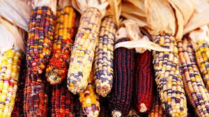 thanksgiving-corn-image